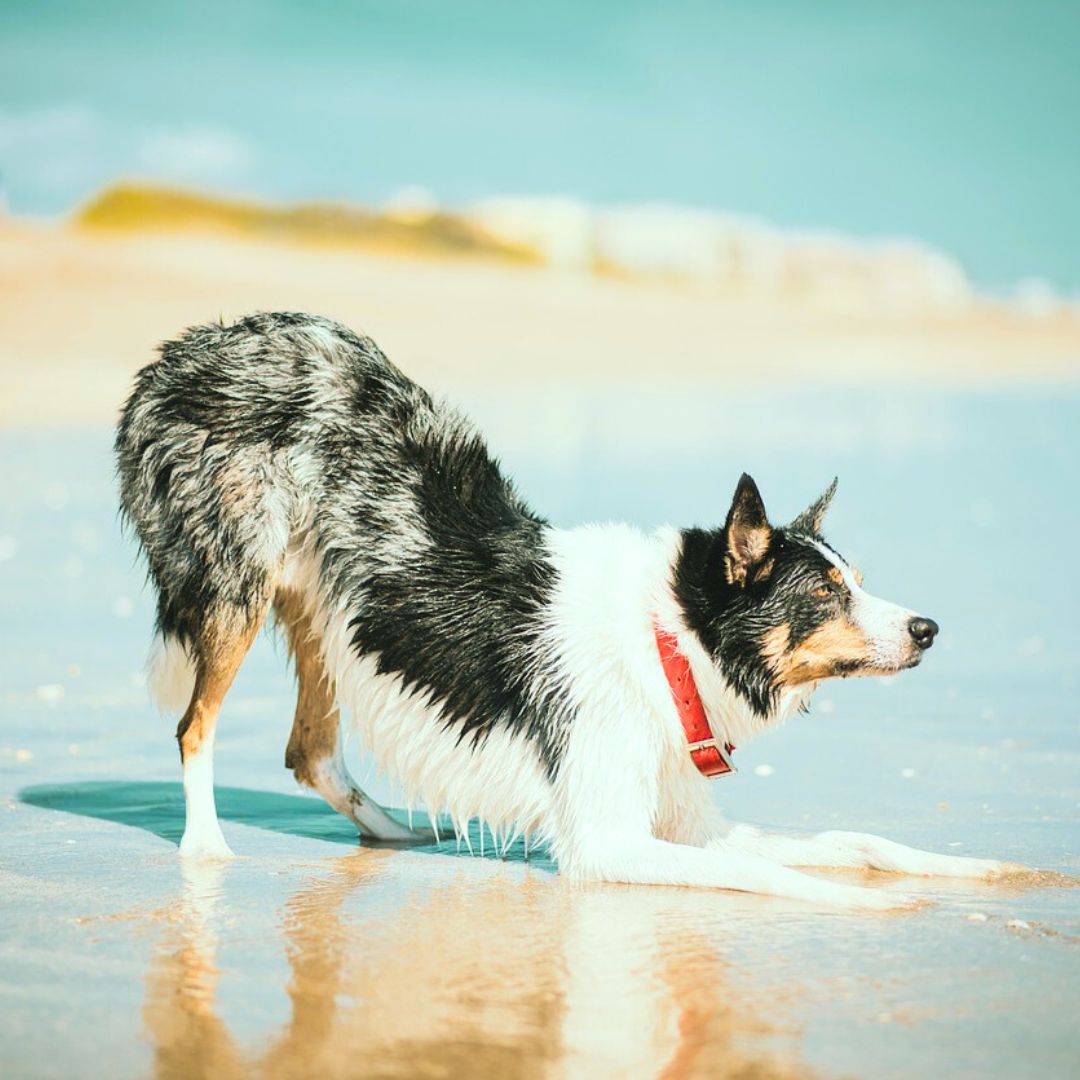 Downward Dog Days of Summer